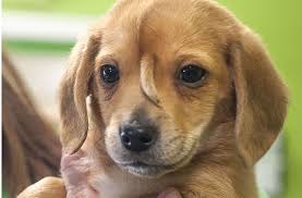 Nahrungsergänzung Tiere